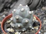 Tephrocactus articulatus