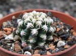 Pygmaeocereus bieblii, některé z těchto rostlin by mohli kvést