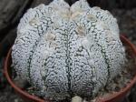 Astrophytum X SuperKabuto - Zajímavý hybrid Kabuta