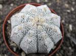 Astrophytum X SuperKabuto - Zajímavý hybrid Kabuta