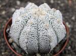 Astrophytum X SuperKabuto - Zajímavý hybrid Kabuta