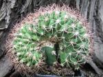 9j39 Gymnocalycium tilcarense cristata R - roubované