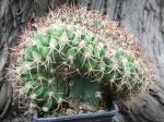 9j39 Gymnocalycium tilcarense cristata R - roubované