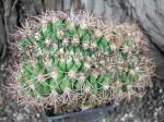 9j39 Gymnocalycium tilcarense cristata R - roubované