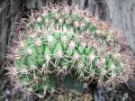 9j39 Gymnocalycium tilcarense cristata R - roubované