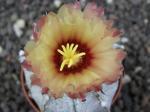 Astrophytum hybrid B flower