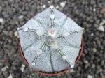Astrophytum hybrid B flower