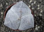Astrophytum Onzuko tricostatum