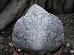 Astrophytum Onzuko tricostatum