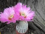 Echinocereus reichenbachii albispinus