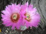 Echinocereus reichenbachii albispinus