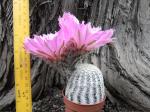 Echinocereus reichenbachii albispinus