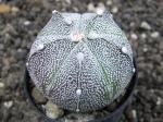 Astrophytum hybrid A/B flower (x coahuilense)