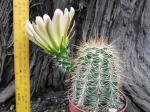 Květináč - flowerpot 6,5 cm. Echinocereus dasyacanthus, mrazuvzdorný kaktus