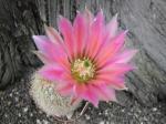 Echinocereus dasyacanthus