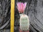 Echinocereus dasyacanthus