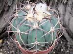 Echinocactus horizonthalonius roubovaný XL