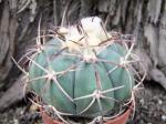 Echinocactus horizonthalonius roubovaný XL