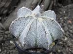 Astrophytum SuperKabuto hybrid