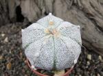 Astrophytum hybrid B flower ( x coahuilense)