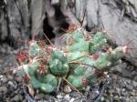 Tephrocactus rossianus oranžový květ