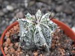 Astrophytum Dinosaur (Fukurio Hannya)