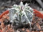 Astrophytum Dinosaur (Fukurio Hannya)