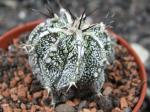 Astrophytum Dinosaur (Fukurio Hannya)