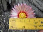 Astrophytum hybrid A flower capricorne