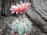 Astrophytum hybrid A flower capricorne