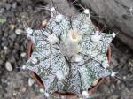 Astrophytum hybrid A flower capricorne