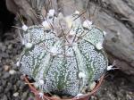 Astrophytum hybrid A flower capricorne