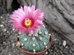 Astrophytum hybrid A+ flower asterias