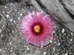 Astrophytum hybrid A+ flower asterias