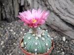 Astrophytum hybrid A+ flower asterias