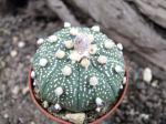 Astrophytum hybrid A+ flower asterias