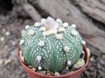 Astrophytum hybrid A+ flower asterias